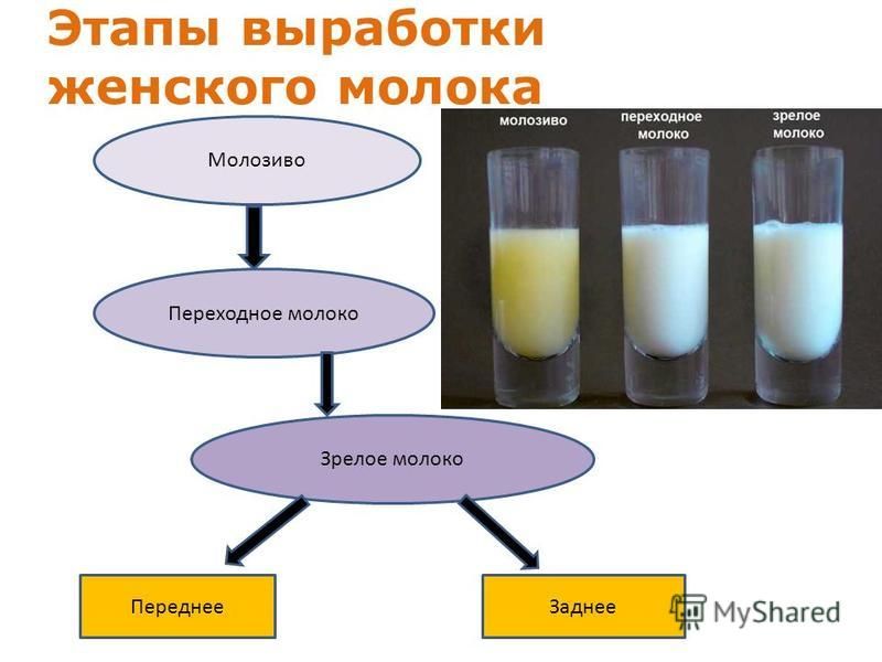 Переднее молоко и заднее молоко: как правильно кормить ребенка, что делать, если он не хочет высасывать, дисбаланс молока