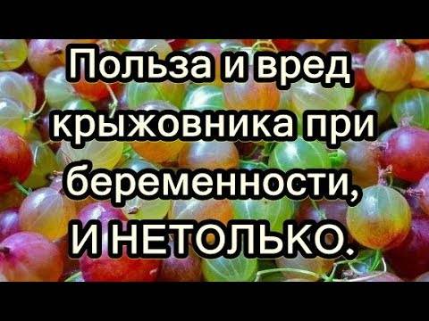 Крыжовник, польза и вред для здоровья, витаминный состав, калорийность, для мужчин, женщин, детей + фото