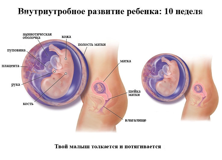 10 неделя беременности: что происходит симптомы развитие плода