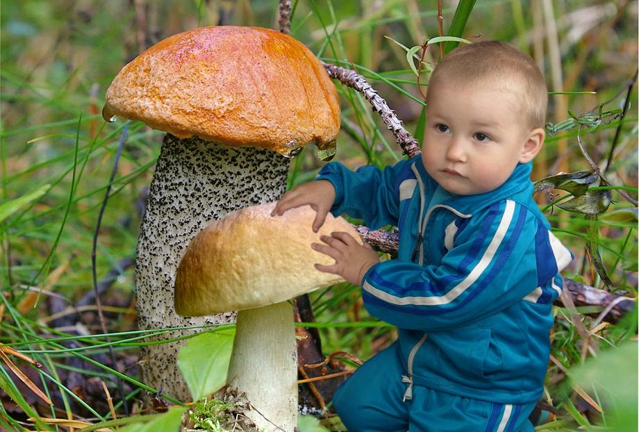 Можно ли детям давать грибы: лесные и культивируемые