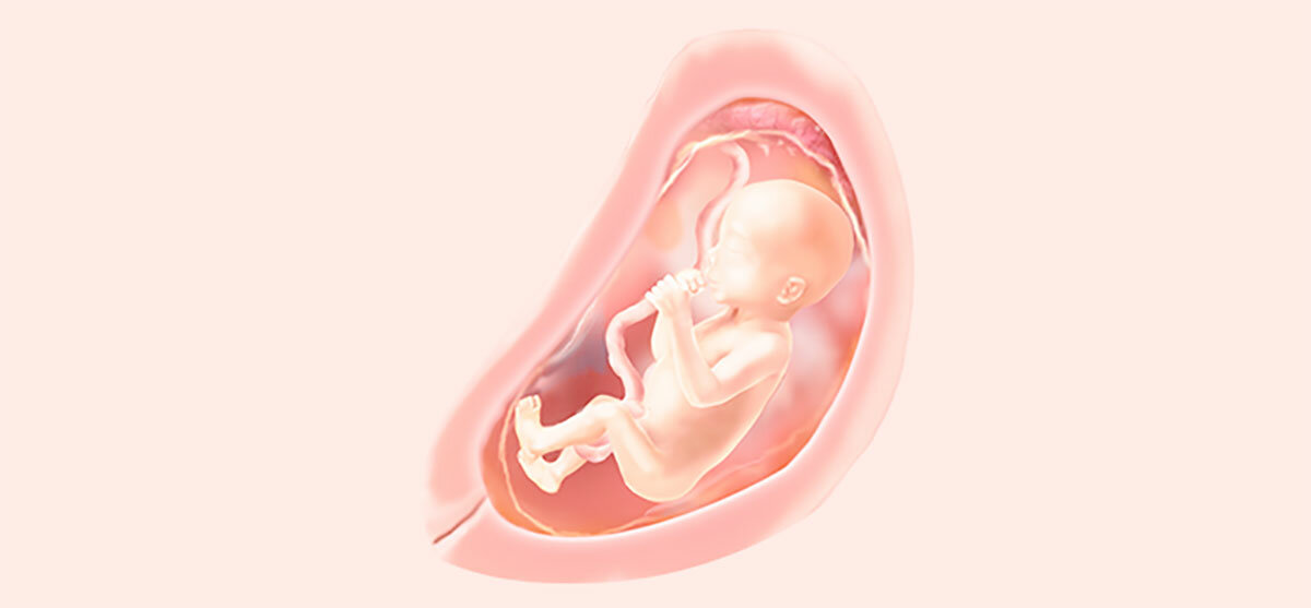 21 неделя беременности: что происходит с малышом и мамой, развитие плода и ощущения женщины, сколько это месяцев, фото живота, отзывы