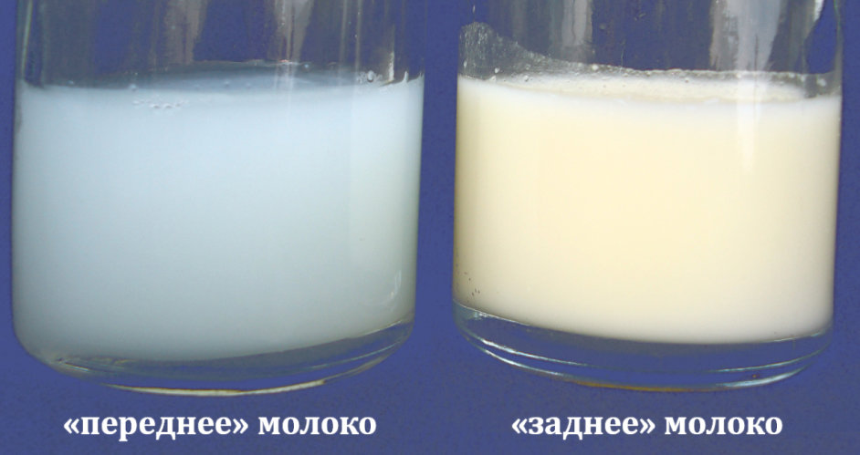Особенности переднего и заднего грудного молока