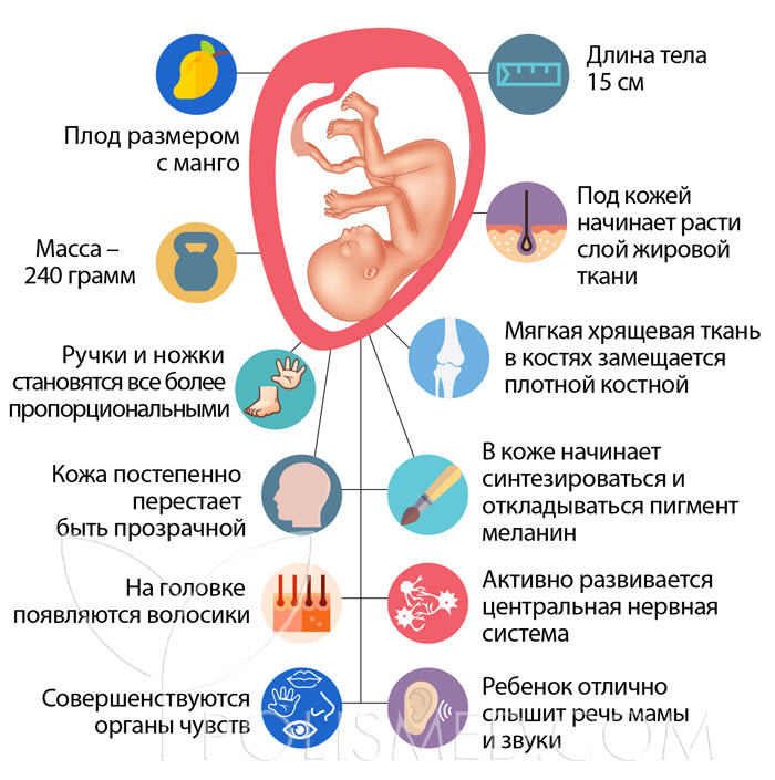 Какой ребенок на 19 неделе беременности фото