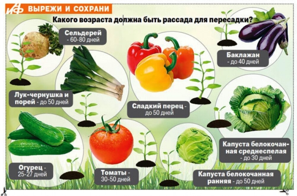 С какого возраста можно давать ребенку помидоры? рецепты томатных блюд ля карапузов