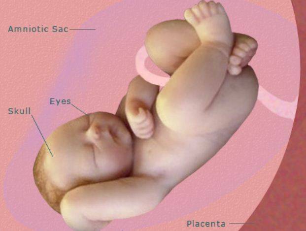 40 неделя беременности — описание, роды, предвестники родов, выделения, пробка