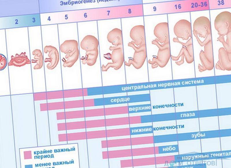 Пмс или беременность – разбираемся в отличиях