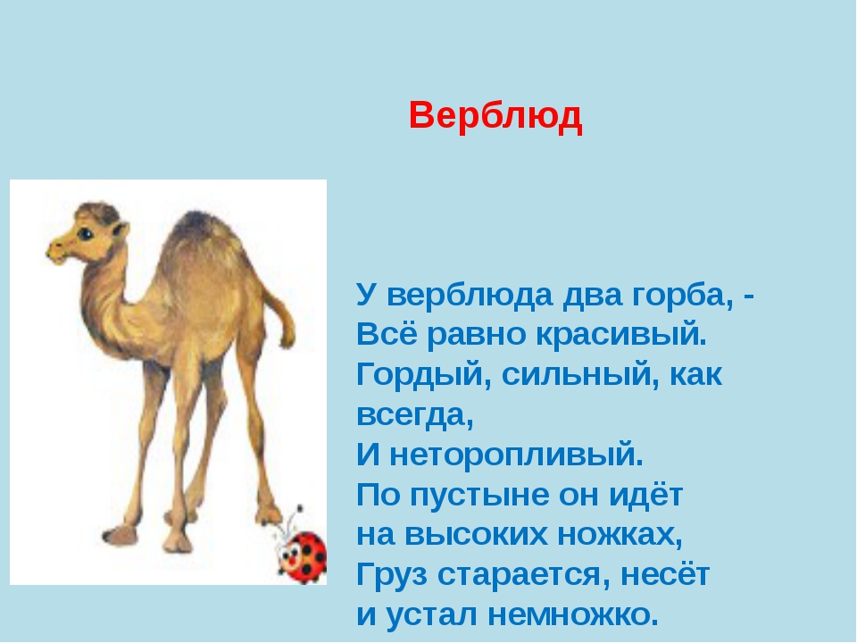 Зачем горбы верблюду. как объяснить ребенку 3-5 лет зачем верблюду горбы | интересные факты