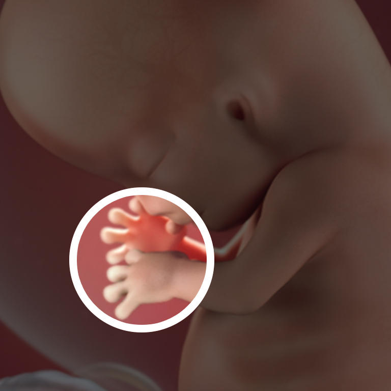 10 неделя беременности: что происходит симптомы развитие плода