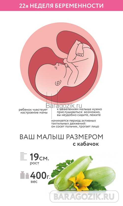 Развитие плода на 22 неделе беременности (18 фото): что происходит с малышом, размеры и вес ребенка, как выглядит и что чувствует, ощущения и нормы