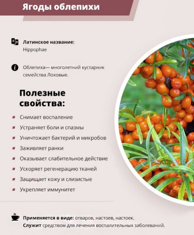 Облепиха: полезные свойства и противопоказания для детей