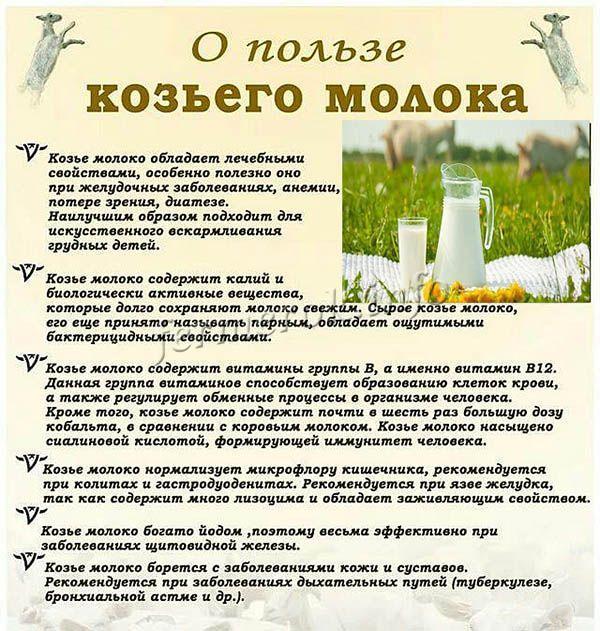 10 причин выбрать козье молоко вместо коровьего :: polismed.com