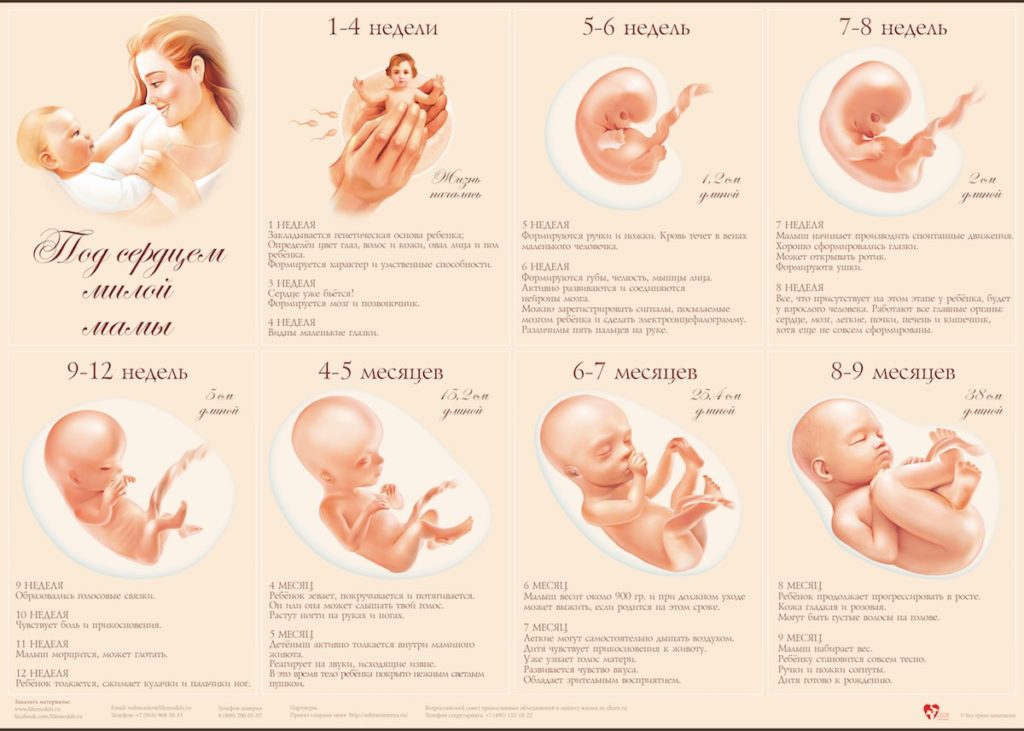 Какая беременность считается доношенной. с какой недели беременности ребенок считается доношенным. индукция родов при доношенной беременности — беременность. беременность по неделям.