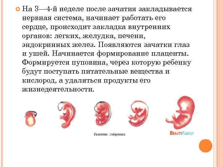 1 неделя беременности (1 триместр)