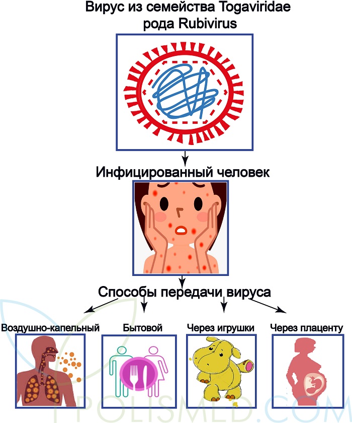 Патогенез краснухи схема