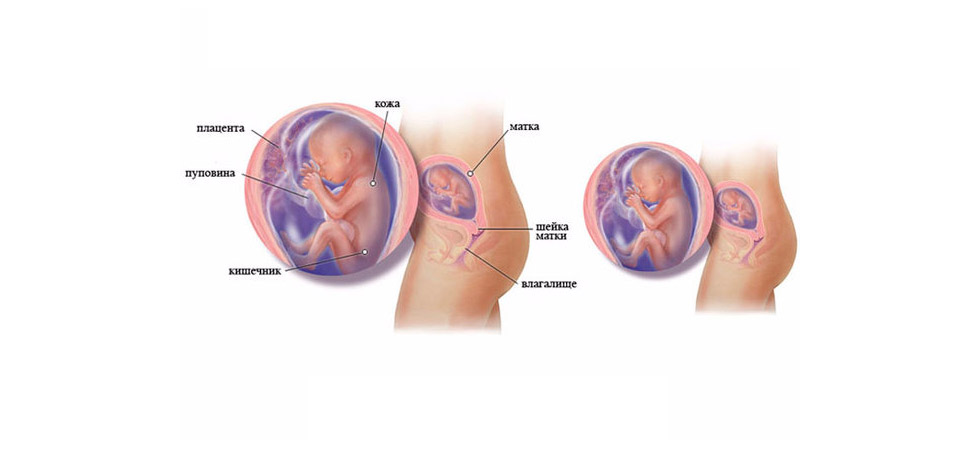 19 недель в месяцах. 19 Недель беременности расположение плода в животе. Размер ребенка на 19 неделе беременности.