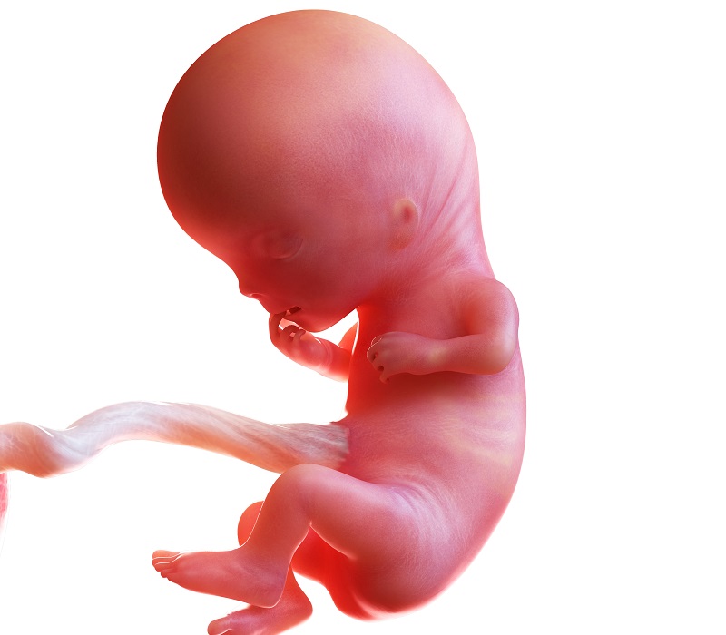 Малыш на 11 неделе. Зародыш на 11 неделе беременности. Ребёнок 11 недель беременности эмбрион. Эмбрион на 11 неделе беременности. 11 Недель беременности.