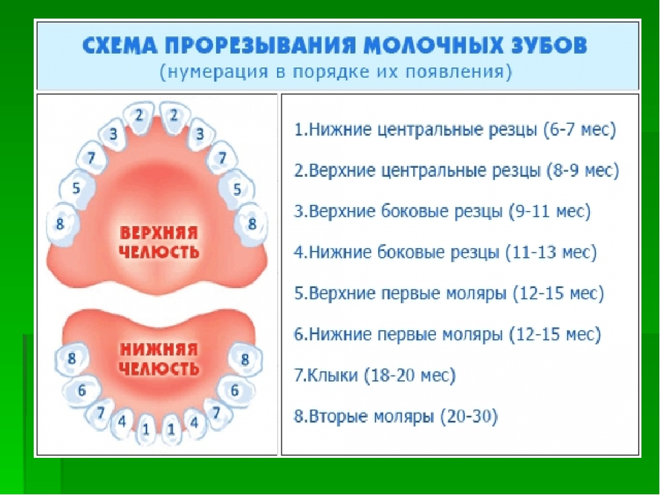 Зубы у детей постоянные и молочные схема выпадения