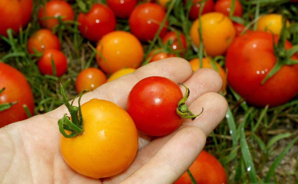 Можно ли помидоры кормящей маме?