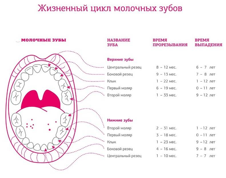 Зубы коренные и молочные схема выпадения у детей