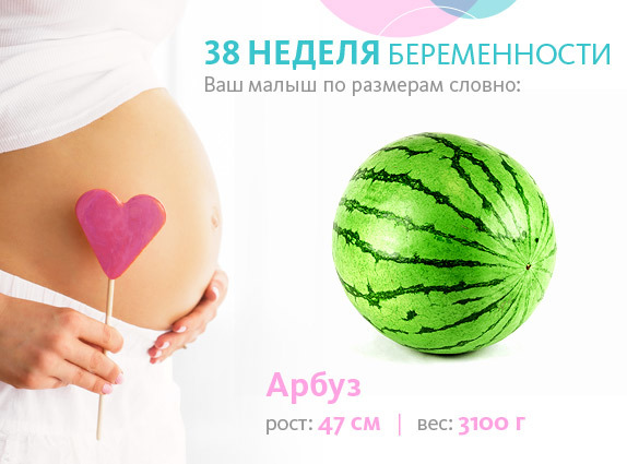 38 неделя беременности. календарь беременности   | материнство - беременность, роды, питание, воспитание