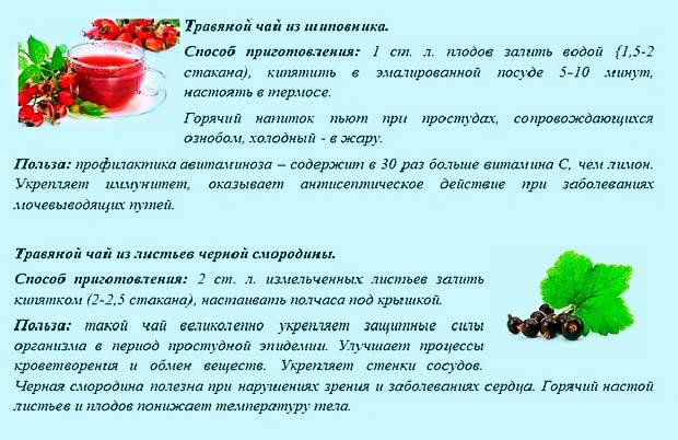 Шиповник: полезные свойства и противопоказания для детей: с какого возраста можно давать ребенку, симптомы проявления аллергии на ягоду, как заварить отвар