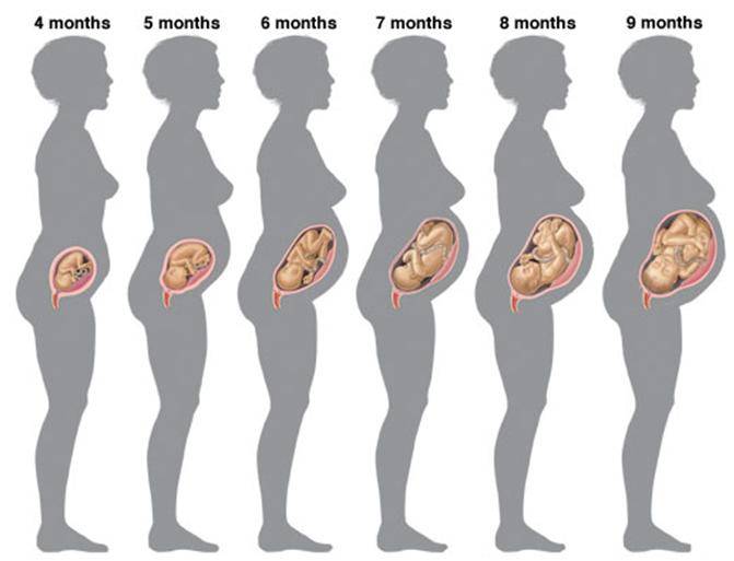 Особенности третьего триместра беременности: питание, образ жизни и болезни