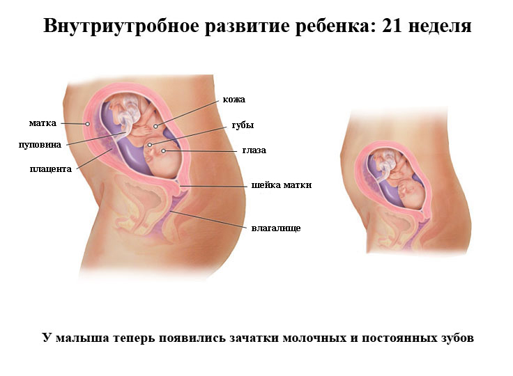 21-я акушерская неделя беременности: изменения плода и мамы