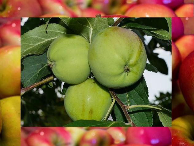 Яблоки при грудном вскармливании: печеные, зеленые и красные