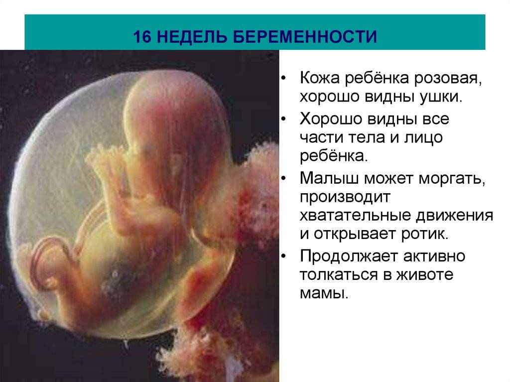 16 неделя беременности: что происходит с малышом и мамой, какие исследования проводятся