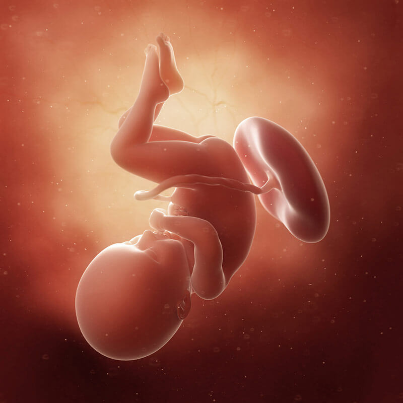 36 неделя беременности: признаки и ощущения женщины, симптомы, развитие плода