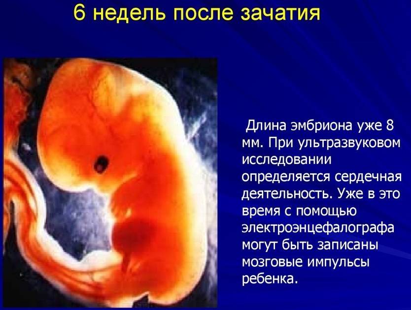 6 неделя беременности – что происходит, ощущения и признаки на шестой неделе беременности, живот и развитие плода, узи - agulife.ru