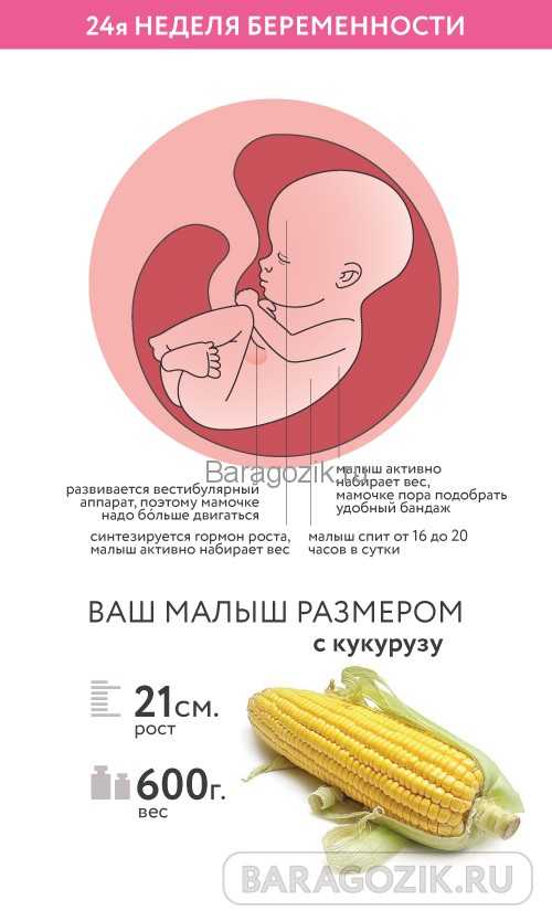 24 неделя беременности. календарь беременности   | материнство - беременность, роды, питание, воспитание