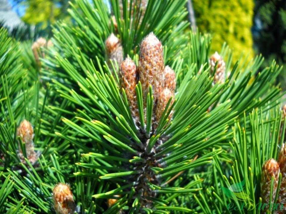 Хвойная смесь. Pinus albicaulis. Сосна белокорая малинки. Хвойный смесь.