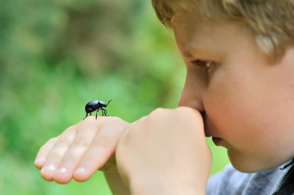 Ребенок давит насекомых: возможные причины и способы решения проблемы, советы психологов