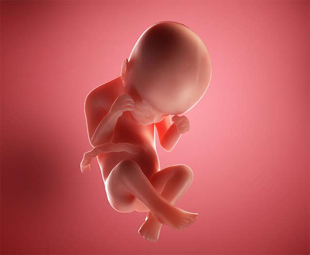 24 неделя беременности: развитие плода и ощущения мамы