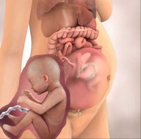 28 неделя беременности: что происходит с малышом, мамой, развитие плода