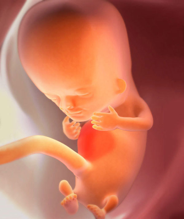 8 неделя беременности: все, что нужно знать будущей мамочке на этом сроке